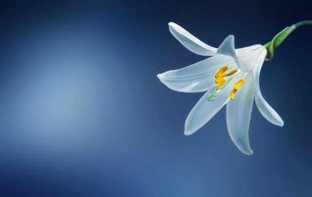 Ontdekking van de wondere wereld van planten: fotosynthese, bloembedding, zaadkieming en hun rol in traditionele geneeskunde