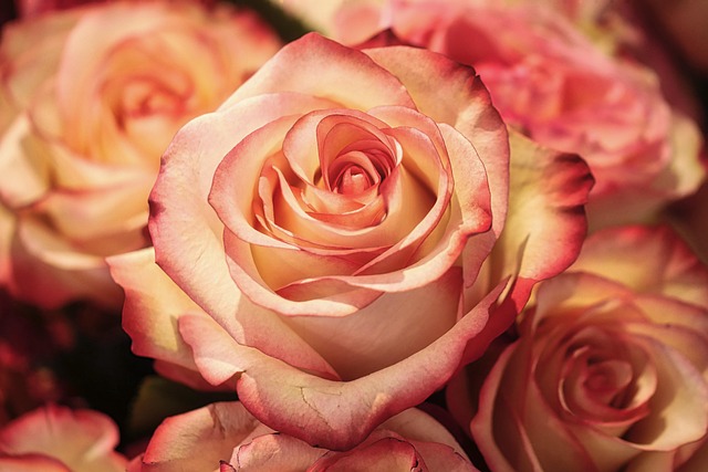 Brievenbusbloemen: een klein gebaar met grote impact