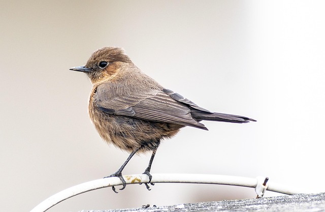 Ontdek de beste verzorgingsproducten voor jouw vogels
