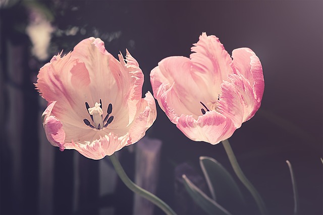 groen geluk: van kamerplanten verzorging tot bloemen in interieurontwerp en tuindecoratie trends voor een gezonde leefomgeving
